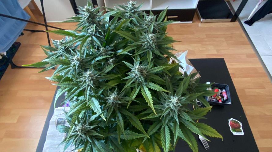 Acai mintz. Week 4