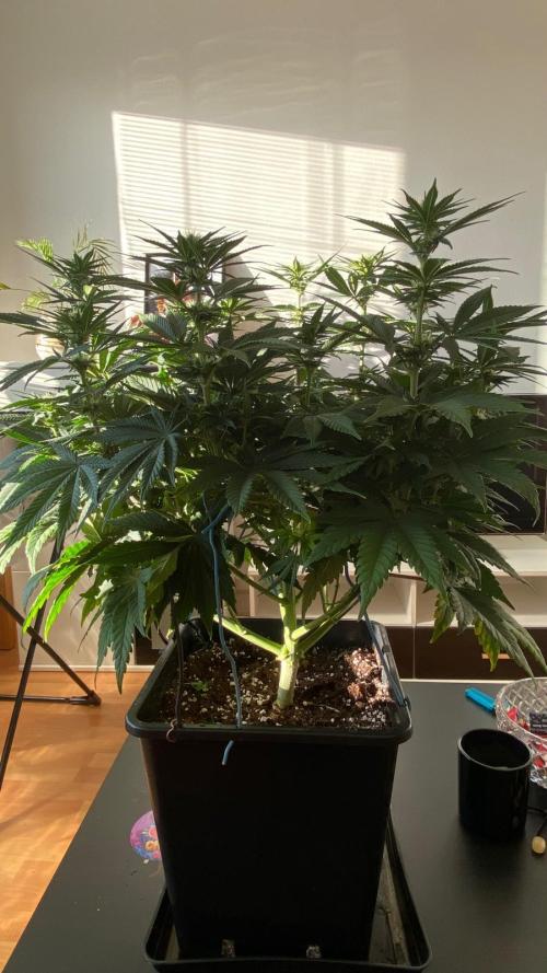Acai mintz. Week 4
