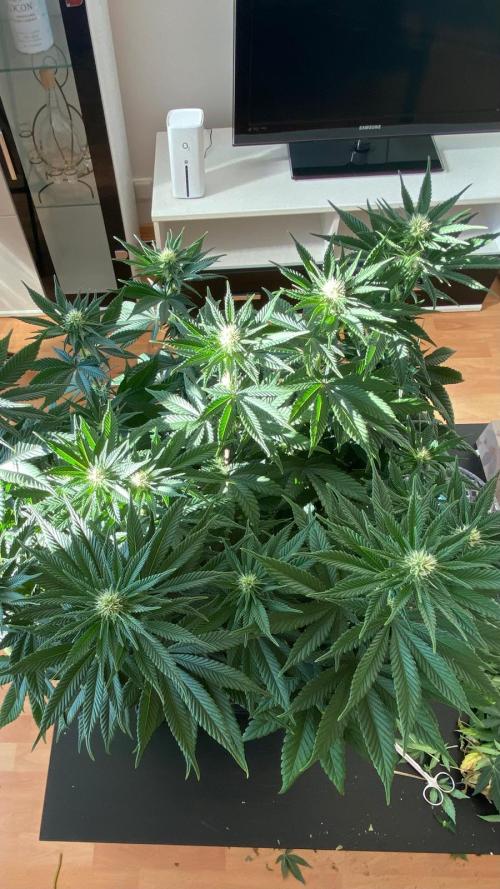 Acai mintz. Week 4