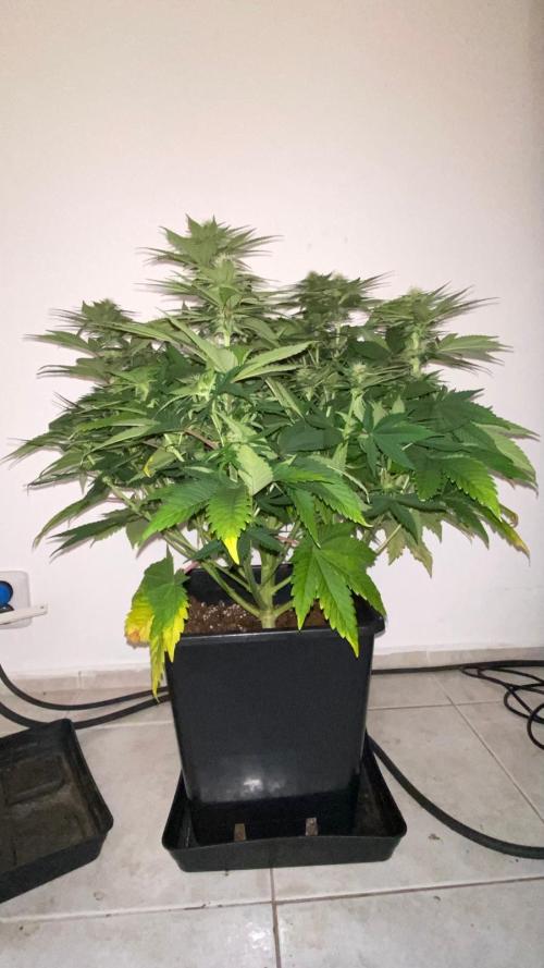 Acai mintz. Week 4