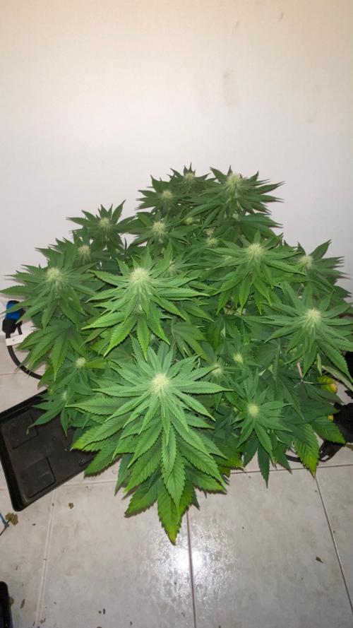 Acai mintz. Week 4