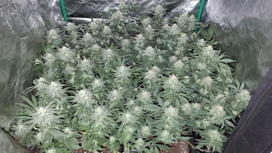 2x Permanent Marker - 2x Gelato. Week 7