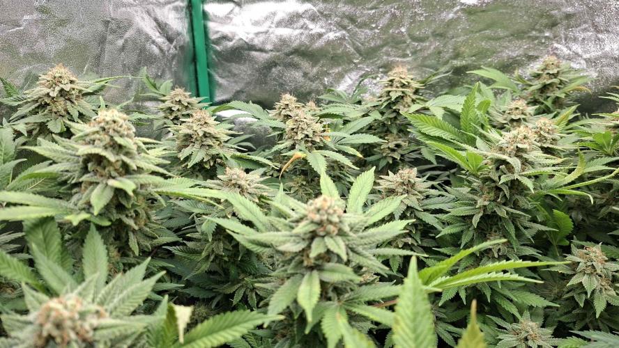 2x Permanent Marker - 2x Gelato. Week 8