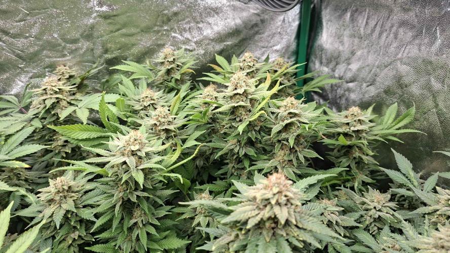 2x Permanent Marker - 2x Gelato. Week 8