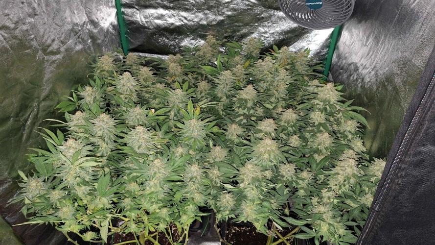 2x Permanent Marker - 2x Gelato. Week 9