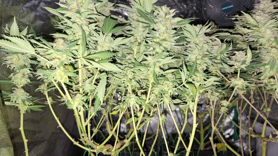 2x Permanent Marker - 2x Gelato. Week 9
