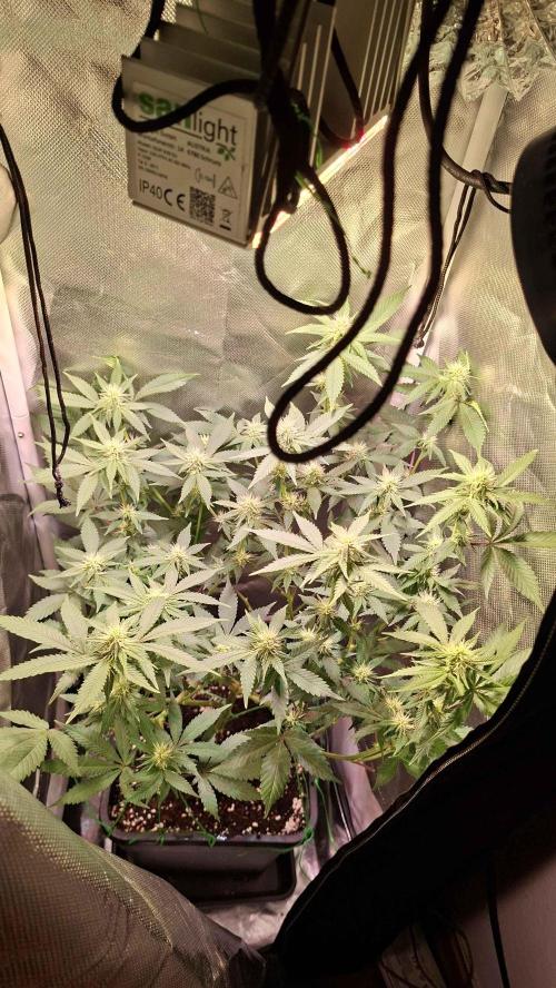 40x40 Gelato LowBudget-Grow (Q1W). Week 3