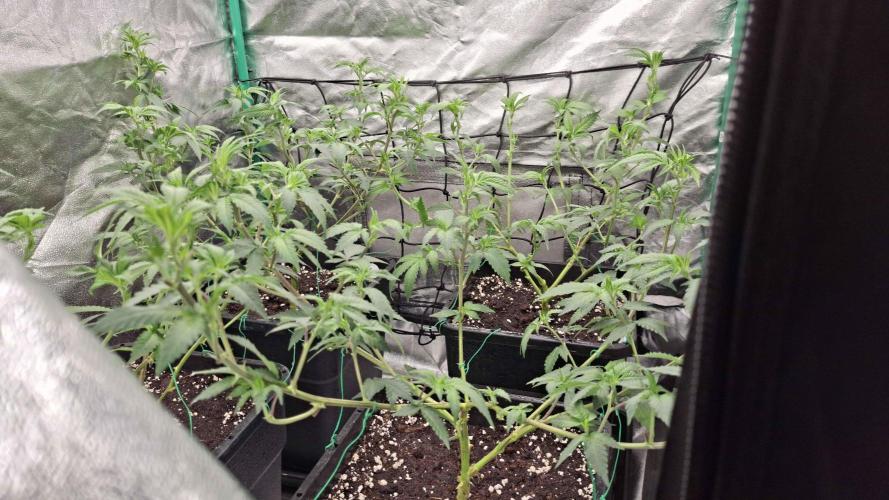 2x Permanent Marker - 2x Gelato. Week 6