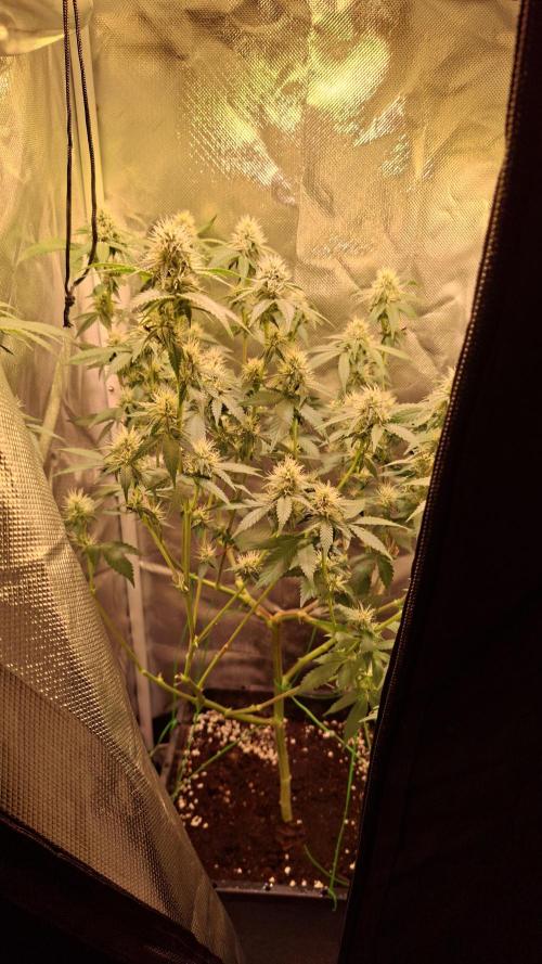 40x40 Gelato LowBudget-Grow (Q1W). Week 3
