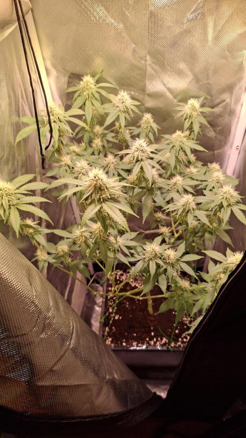 40x40 Gelato LowBudget-Grow (Q1W). Week 3