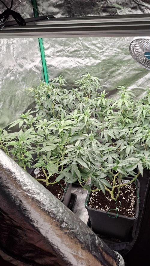 2x Permanent Marker - 2x Gelato. Week 9