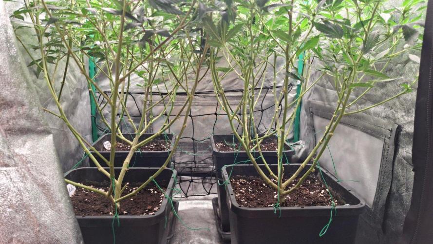 2x Permanent Marker - 2x Gelato. Week 13