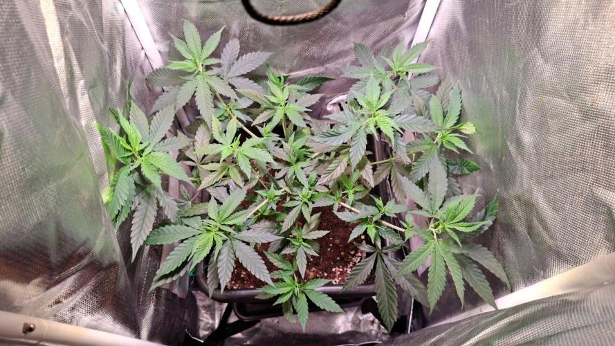 Haze Berry [Royal Queen Seeds]. Week 1