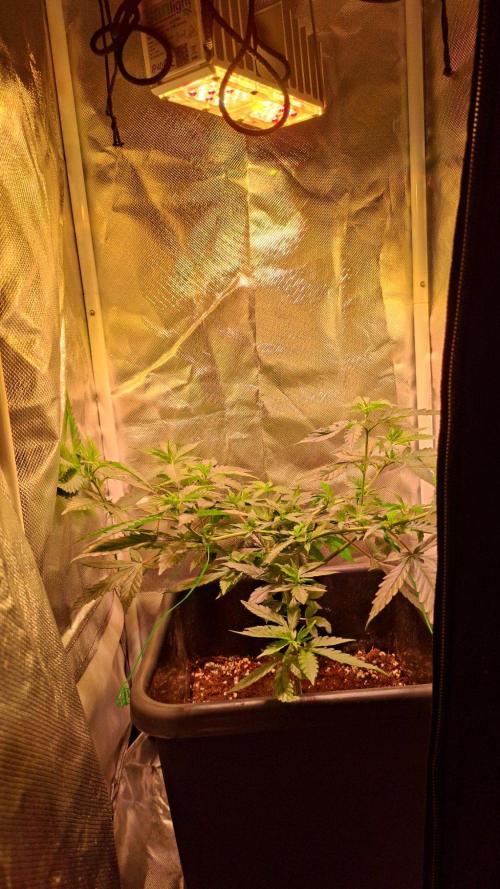 Haze Berry [Royal Queen Seeds]. Week 1