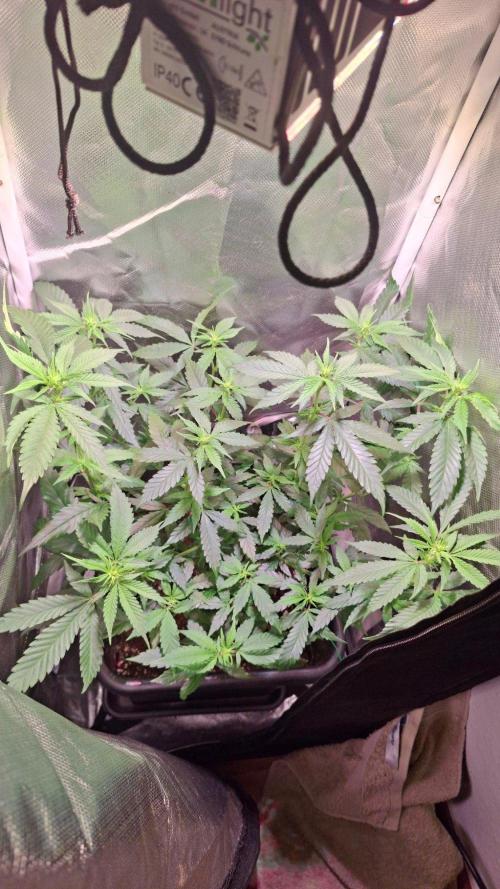Haze Berry [Royal Queen Seeds]. Week 2