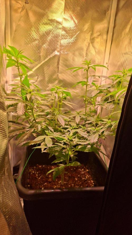 Haze Berry. Week 2