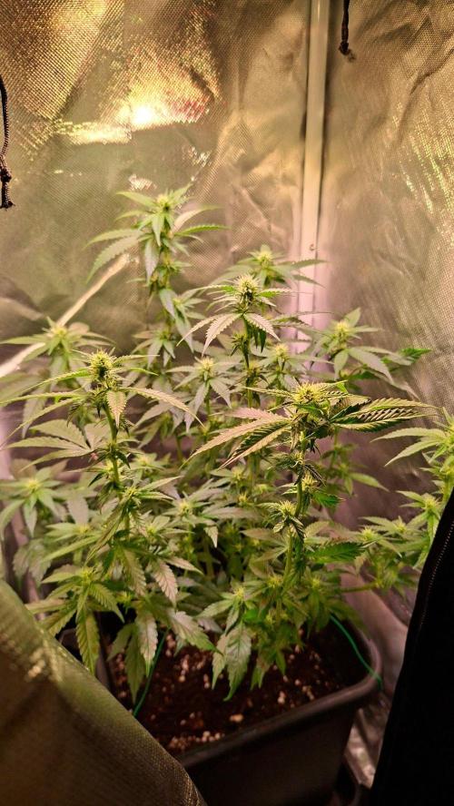 Haze Berry [Royal Queen Seeds]. Week 3
