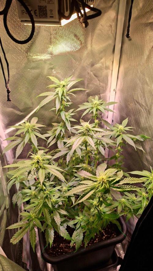 Haze Berry [Royal Queen Seeds]. Week 3