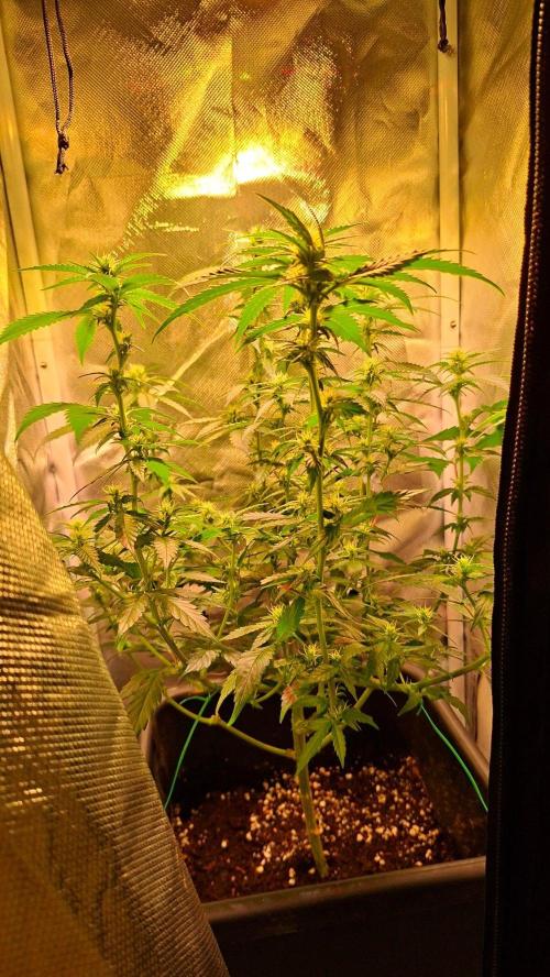 Haze Berry. Week 3