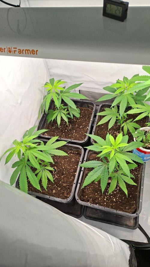 Haze Berry. Week 2