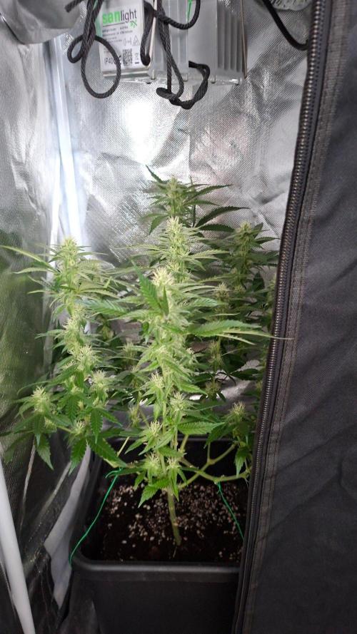 Haze Berry [Royal Queen Seeds]. Week 4