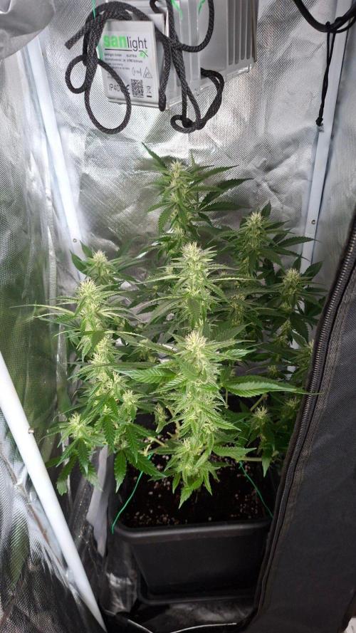 Haze Berry. Week 4