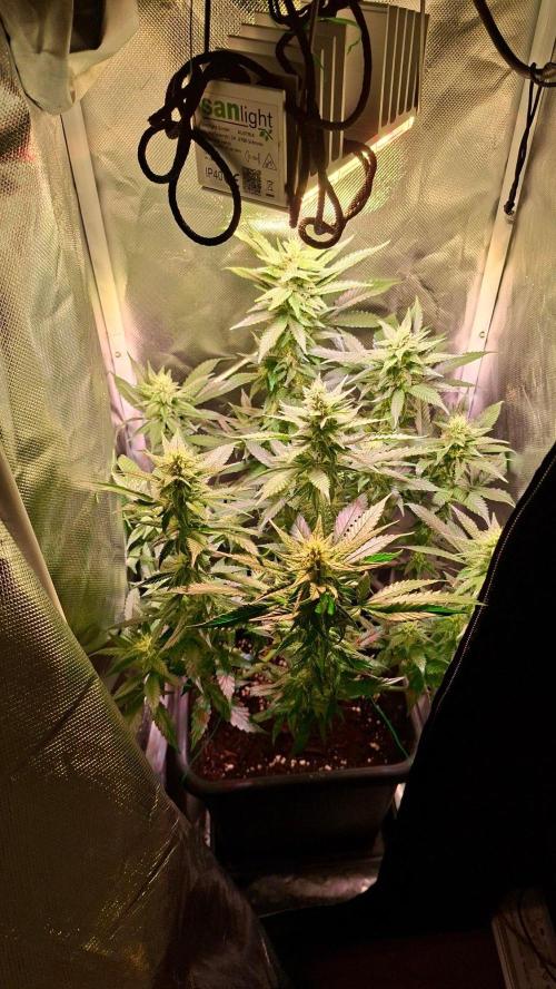 Haze Berry. Week 5