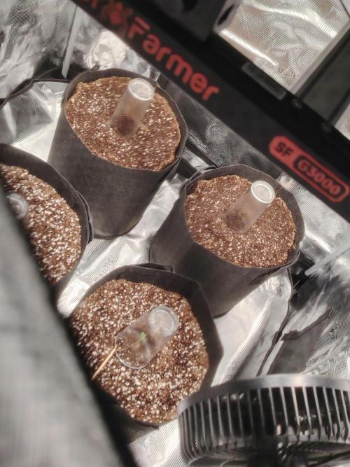 big bud MSNL. Week 0