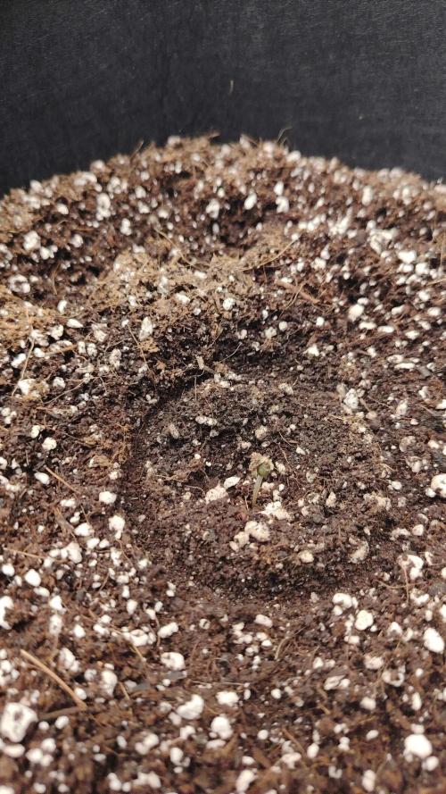 big bud MSNL. Week 0