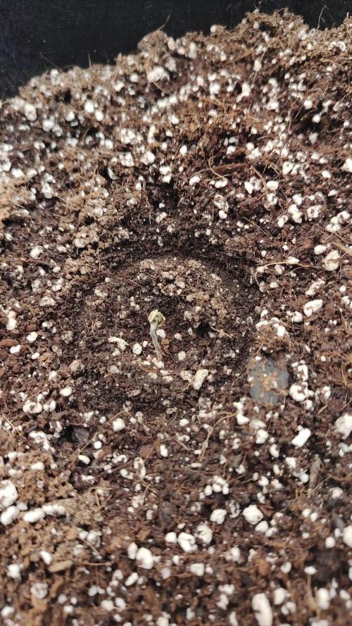 big bud MSNL. Week 0