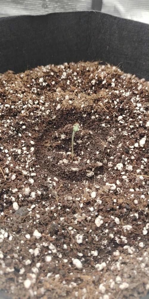 big bud MSNL. Week 0