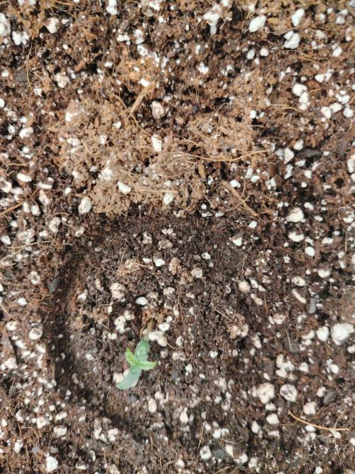 big bud MSNL. Week 0