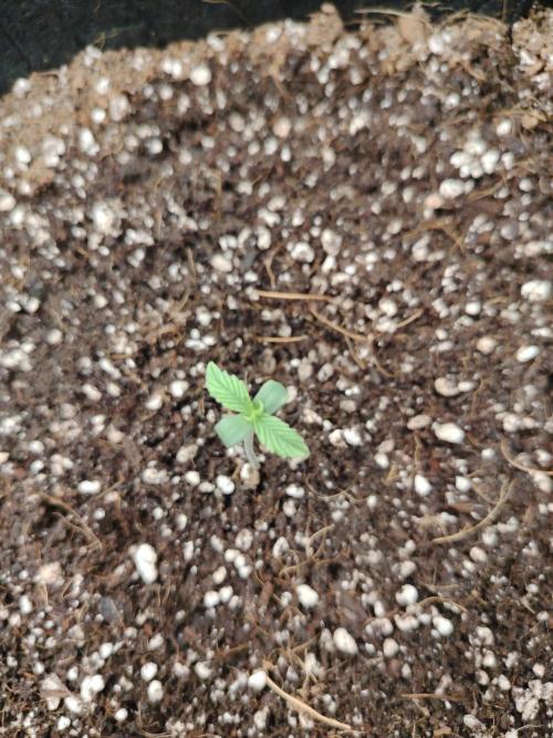 big bud MSNL. Week 0