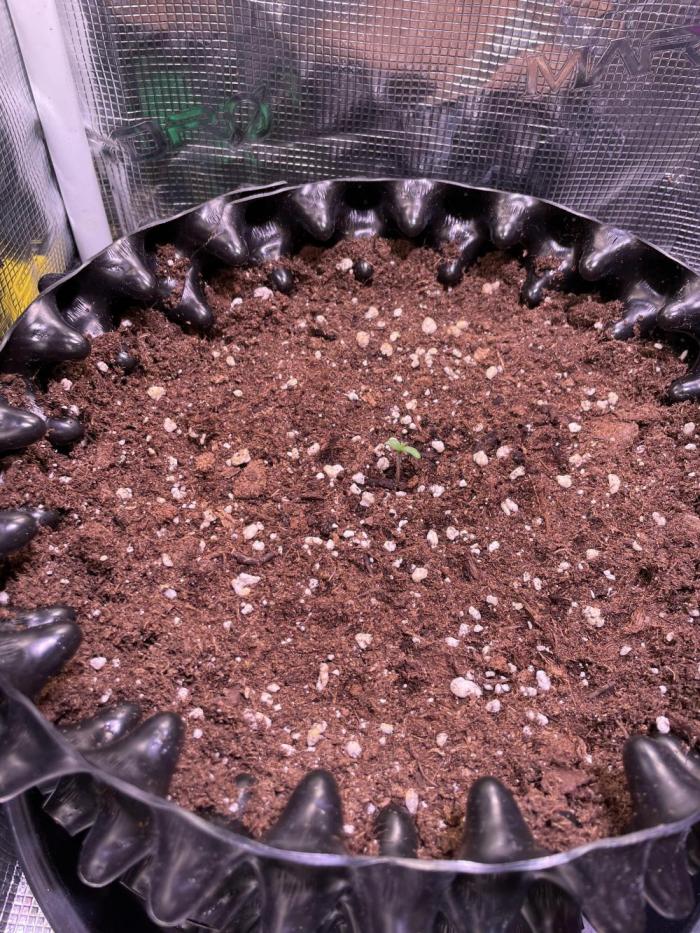 CherryC_AinKnows. Week 0 - Welcome