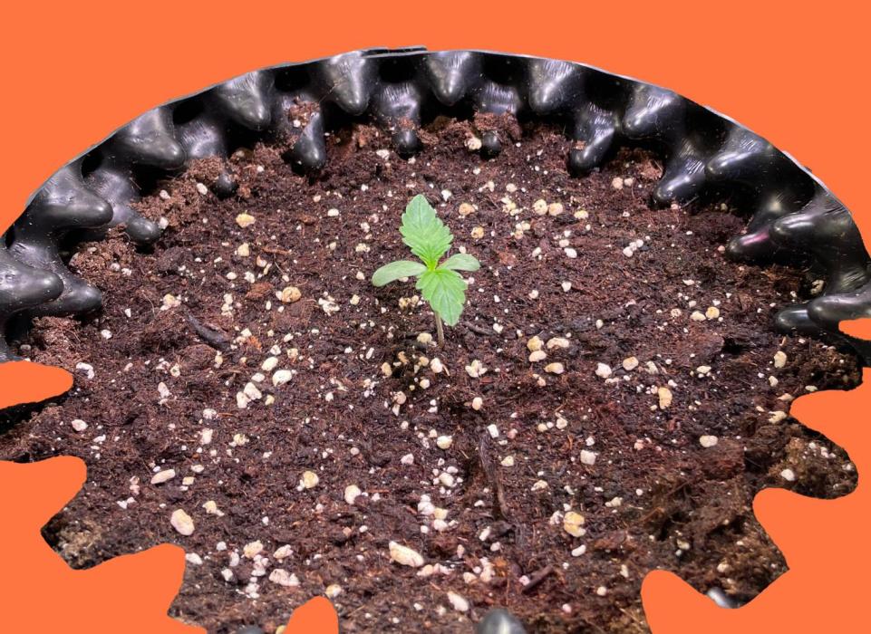 CherryC_AinKnows. Week 1