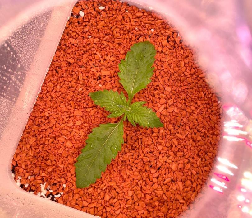 CherryC_AinKnows. Week 2 - inside propagation hood