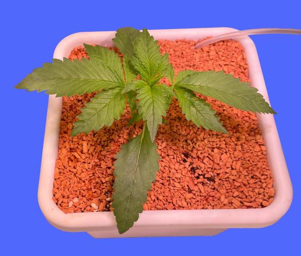 CherryC_AinKnows. Week 3