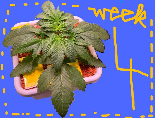 CherryC_AinKnows. Week 4