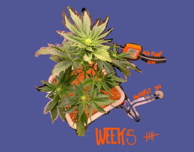CherryC_AinKnows. Week 5