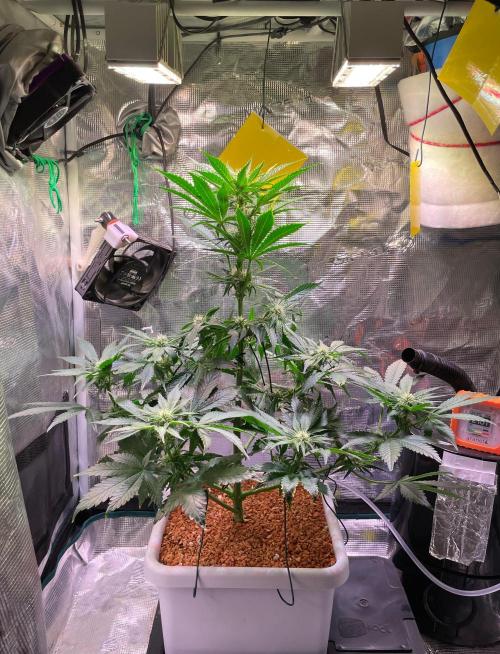 CherryC_AinKnows. Week 6 - reaching for the lights