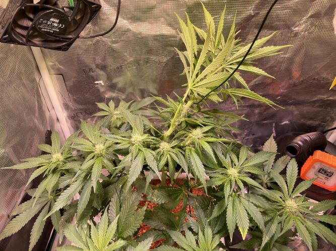CherryC_AinKnows. Week 6 - Supercrop