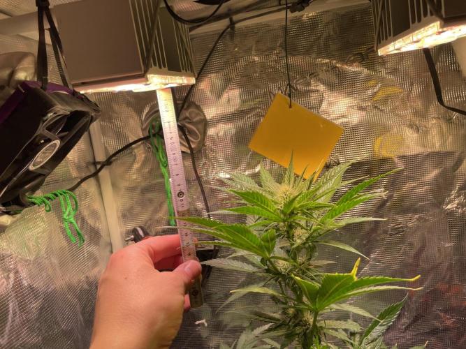 CherryC_AinKnows. Week 6 - 10cm left