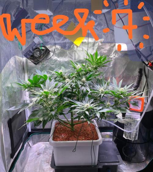 CherryC_AinKnows. Week 7