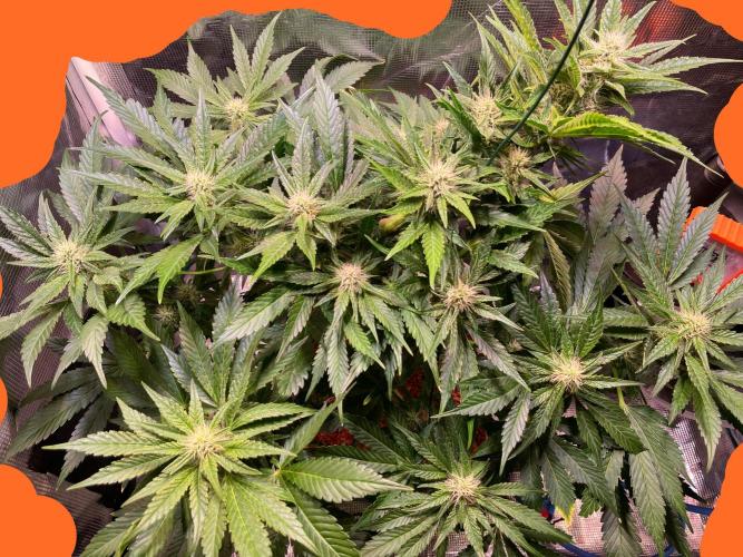 CherryC_AinKnows. Week 7