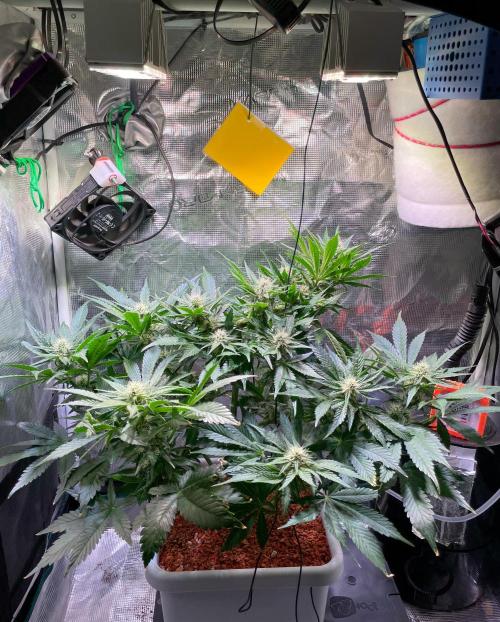 CherryC_AinKnows. Week 7