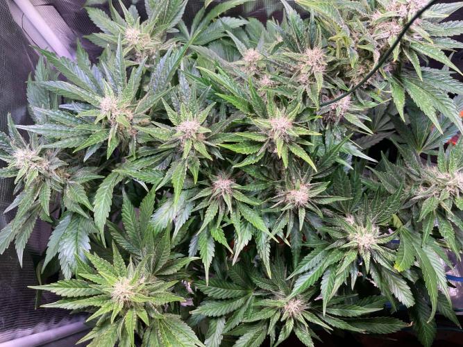 CherryC_AinKnows. Week 8