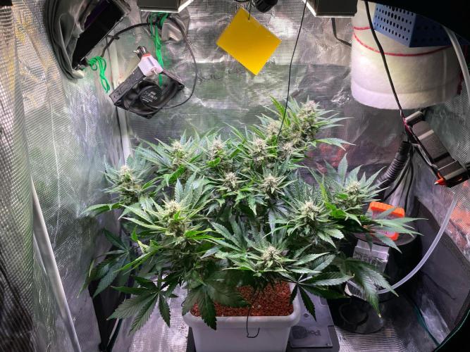 CherryC_AinKnows. Week 8