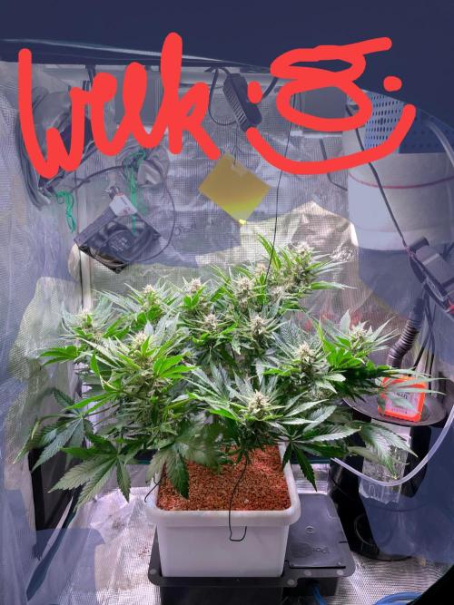 CherryC_AinKnows. Week 8