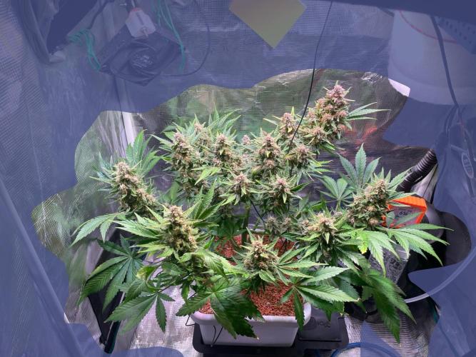 CherryC_AinKnows. Week 9