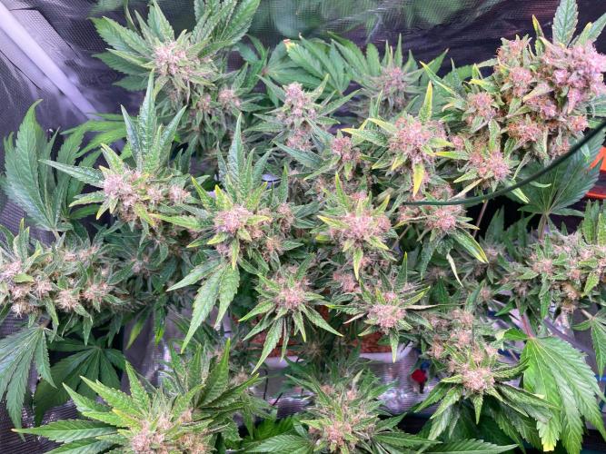 CherryC_AinKnows. Week 9